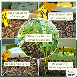 Blindbox Tự Trồng Cây Mini DIY Gồm Hạt Giống